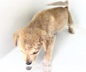 Mutt Dogs for adoption in Houston, TX, USA