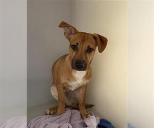 Chihuahua-Unknown Mix Dogs for adoption in Redlands, CA, USA