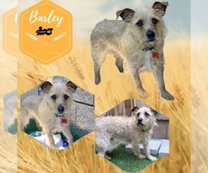 Mutt Dogs for adoption in Lindsay, CA, USA