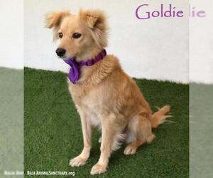Golden Cocker Retriever Dogs for adoption in San Diego, CA, USA
