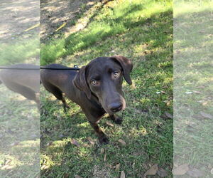 Labrador Retriever Dogs for adoption in New Castle, DE, USA