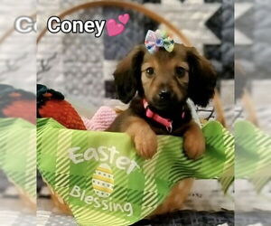 Chiweenie Dogs for adoption in Wakefield, RI, USA
