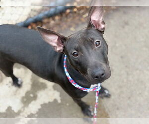 Bull Terrier-Unknown Mix Dogs for adoption in Tulsa, OK, USA