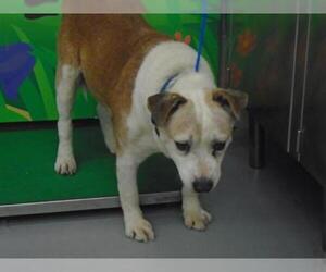 Collie-Labrador Retriever Mix Dogs for adoption in Waco, TX, USA
