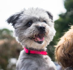 Pomeranian-Unknown Mix Dogs for adoption in Birdsboro, PA, USA