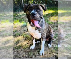 Bulldog Dogs for adoption in Herndon, VA, USA
