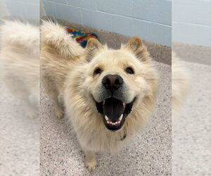 Chow Chow Dogs for adoption in Brighton, CO, USA