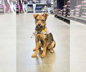 Mutt Dogs for adoption in Sandy, UT, USA