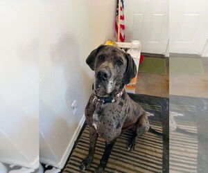 Great Dane Dogs for adoption in Bullard, TX, USA