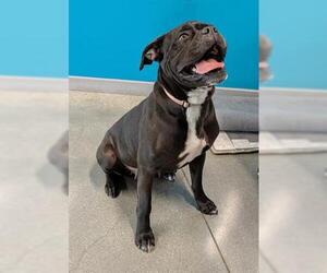 Mastiff-Unknown Mix Dogs for adoption in San Martin, CA, USA
