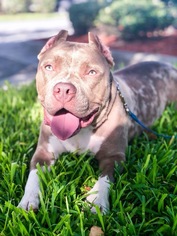 Small American Pit Bull Terrier