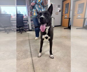 Huskies -Unknown Mix Dogs for adoption in Pierceton , IN, USA