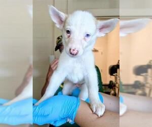 Gerberian Shepsky Dogs for adoption in Frisco, CO, USA