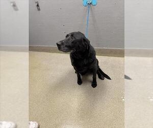 Labrador Retriever-Unknown Mix Dogs for adoption in Las Vegas, NV, USA