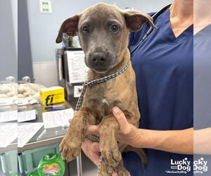 Boxer-Unknown Mix Dogs for adoption in Washington, DC, USA