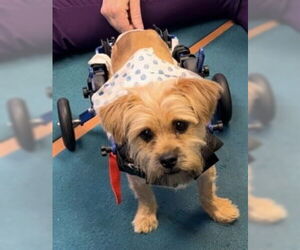 Shih Tzu-Unknown Mix Dogs for adoption in Cranford, NJ, USA