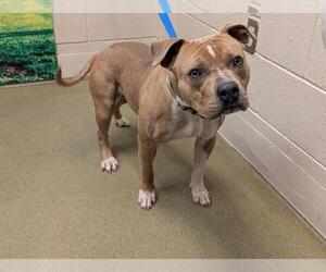 American Pit Bull Terrier-Unknown Mix Dogs for adoption in Moreno Valley, CA, USA