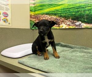 German Shepherd Dog-Unknown Mix Dogs for adoption in Moreno Valley, CA, USA