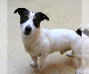 Jack Russell Terrier Dogs for adoption in York, SC, USA
