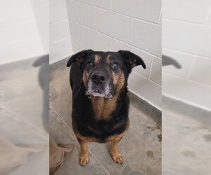 Rottweiler-Unknown Mix Dogs for adoption in Jackson, CA, USA