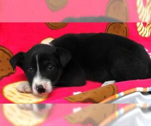 Mutt Dogs for adoption in Thief River Falls, MN, USA