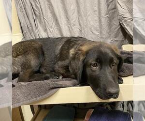 Shepradors Dogs for adoption in Modesto, CA, USA