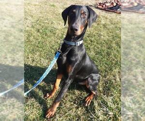 Doberman Pinscher Dogs for adoption in Columbus, IN, USA