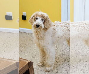 Poodle (Standard) Dogs for adoption in York, SC, USA