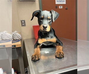 Rottweiler-Unknown Mix Dogs for adoption in Rancho Cucamonga, CA, USA