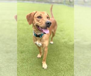 Labrador Retriever-Unknown Mix Dogs for adoption in Naples, FL, USA