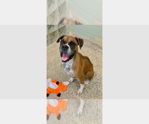 Boxer Dogs for adoption in Austin, TX, USA