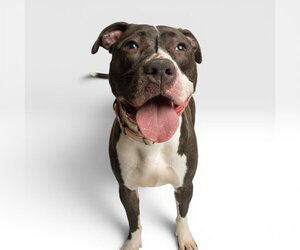 American Staffordshire Terrier-Unknown Mix Dogs for adoption in Rowlett, TX, USA