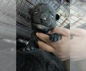 Staffordshire Bull Terrier Dogs for adoption in Houston, TX, USA