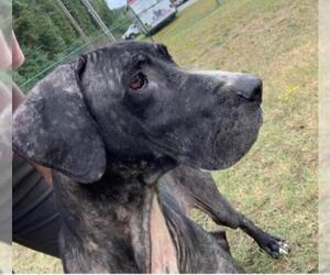 Great Dane Dogs for adoption in Little Rock, AR, USA