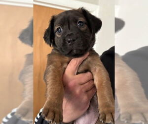 Plott Hound-Unknown Mix Dogs for adoption in Holly Springs, NC, USA