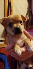 Chihuahua Dogs for adoption in Binghamton, NY, USA