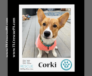 Pembroke Welsh Corgi Dogs for adoption in Kimberton, PA, USA