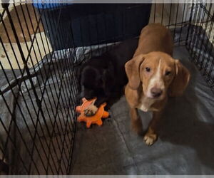 Beagle-Unknown Mix Dogs for adoption in Westwood, NJ, USA