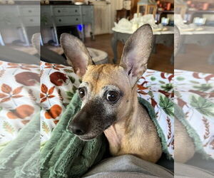 Chihuahua-Unknown Mix Dogs for adoption in Rural Hall, NC, USA