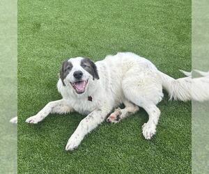 Saint Pyrenees Dogs for adoption in San Diego, CA, USA