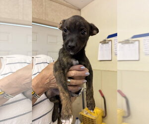 Border Collie-Unknown Mix Dogs for adoption in Amarillo, TX, USA