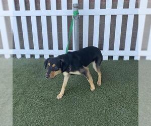 Australian Kelpie-Unknown Mix Dogs for adoption in Modesto, CA, USA