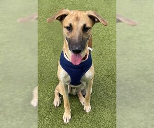 Black Mouth Cur Dogs for adoption in Naples, FL, USA