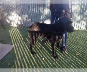 Mutt Dogs for adoption in Oroville, CA, USA