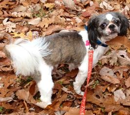 Cava-Tzu Dogs for adoption in Pawtucket, RI, USA