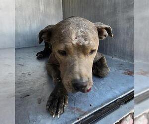 American Staffordshire Terrier-Unknown Mix Dogs for adoption in San Antonio, TX, USA