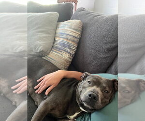 Mutt Dogs for adoption in Salt Lake City, UT, USA