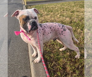 Bulldog Dogs for adoption in Chico, CA, USA