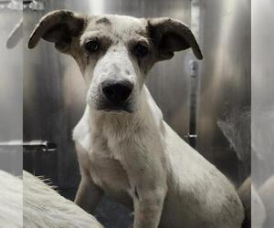 Labrador Retriever-Unknown Mix Dogs for adoption in San Antonio, TX, USA