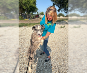 Australian Shepherd-Collie Mix Dogs for adoption in Dallas, TX, USA